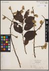 Foto von Salix caprea L.